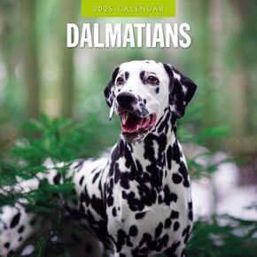 Red Robin 2025 Dalmatians Monthly Wall Calendar | 12" x 24" Open | Premium Thick & Sturdy Paper | Hangable 12 Month Calendar | Plastic Free | 4 Month Transition Page for 2024