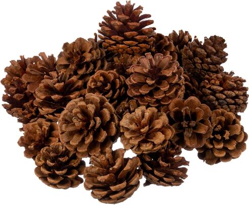 Cinnamon Pine Cones Scented - 1lb Pack Small Cinnamon Pinecones Decor - Rustic Christmas Decor - Mini Pinecones for Crafts - Small Pinecones - Pine Cone Ornaments - Small Pinecones for Crafts in Kuwait