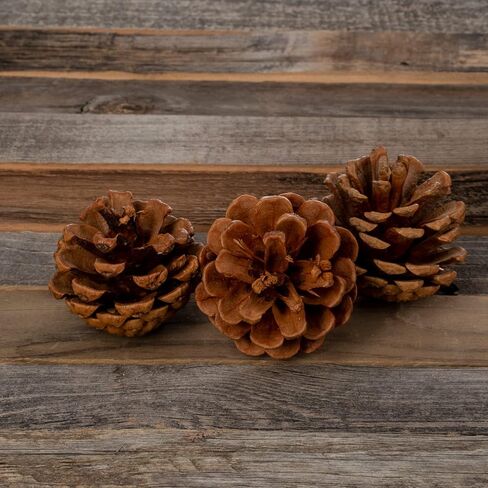 Cinnamon Pine Cones Scented - 1lb Pack Small Cinnamon Pinecones Decor - Rustic Christmas Decor - Mini Pinecones for Crafts - Small Pinecones - Pine Cone Ornaments - Small Pinecones for Crafts in Kuwait