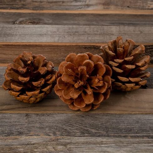 Cinnamon Pine Cones Scented - 1lb Pack Small Cinnamon Pinecones Decor - Rustic Christmas Decor - Mini Pinecones for Crafts - Small Pinecones - Pine Cone Ornaments - Small Pinecones for Crafts in Kuwait
