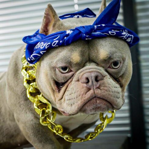 Dog Bandanas Headband and Gold Plated Dog Chain Collar Hip Hop Costume Accessories Set for Medium Large Dogs Chain Head Cover Apparel Party Cosplay in Kuwait