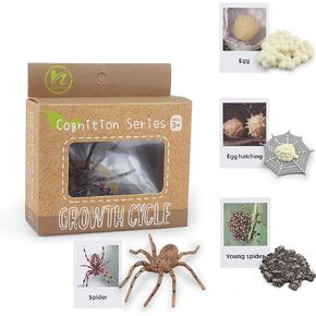 Montessori Life Cycle Tomporines Animal Toys Learning and Education ، ألعاب دورة حياة الحشرات البلاستيكية للأطفال ، أنشطة تعلم ما قبل المدرسة للأطفال الصغار (العنكبوت)