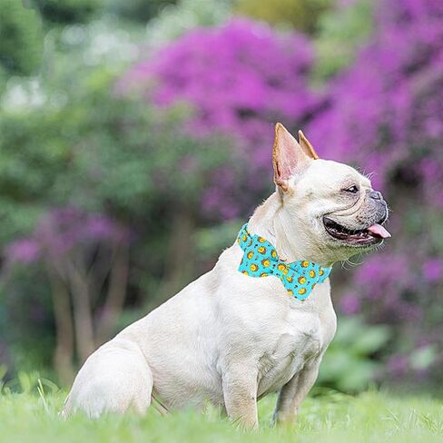 Lionheart Glory الكلب القوس طوق عيد الحب طوق الكلب للكلاب الصغيرة قلوب طباعة طوق الكلب مع ربطة العنق الربيع الكلب الياقات الحيوانات الأليفة طوق الأقواس الياقات لطيف in Kuwait