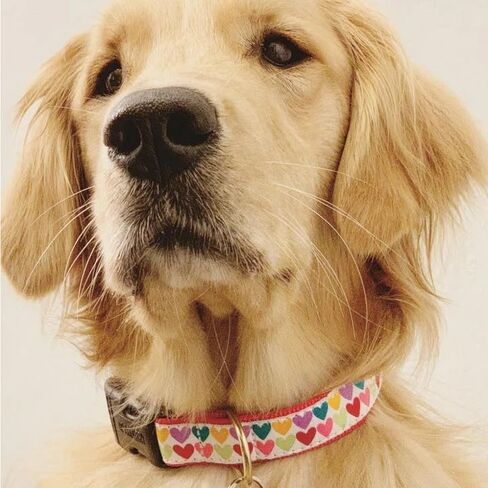 Up Country Valentine and Hearts Pattern Dog Collars and Leashes (All Hearts Dog Collar, Medium (12 to 18 Inches) 5/8 Inch Narrow Width) in Kuwait