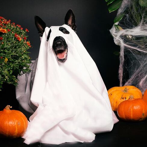 Halloween Ghost Dog Costume Dog White Costumes Ghost Costumes for Dogs Cats with Ear Opened Halloween Dog Cosplay Costume Halloween Trick or Treat Party Cosplay for Dog, Large in Saudi Arabia