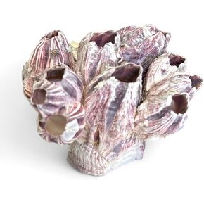 Tumbler Home Barnacle Cluster for Aquarium Decorations, 3"-5" Real Purple Barnacles, Natural Fish Tank Decorations, Fish Aquarium Décor