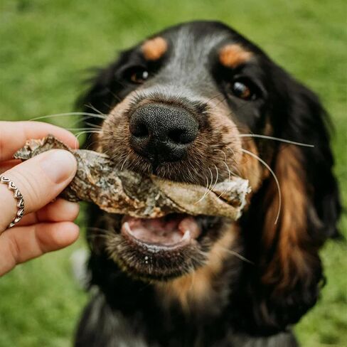 Skipper's Cod Fish Skin Twists Chews - 100 ٪ علاجات خالية من الحبوب السمكية للكلاب ، عالية في البروتين ومنخفض في الدهون ، أوميغا 3 زيوت | عظيم للأسنان (قصيرة ، 2.5 أوقية) in Kuwait