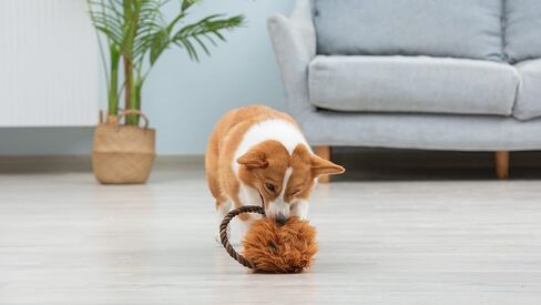 Star Wars for Pets Chewbacca Puppy Teether Toy |Chewbacca Teething Toy for Puppies | Dog Toys, Puppy Teething Toys, Puppy Safe Chew Toys, Dog Chew Toys in Saudi Arabia