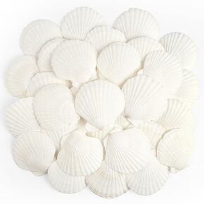 Jangostor 20 PCS Scallop Shells Natural Seashell, 2.3" to 3.5" White Scallop Shells Large Seashells for Crafts Wedding Decor Beach Theme Party, Fish Tank and Vase Filler