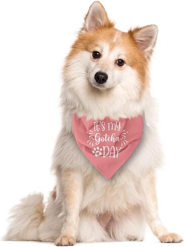 It's My Gotcha Day Dog Bandana, Dog Bandana, Purple Pet Dog Scarf Accessories, Pet Dog Triangle Scarf, Funny Cute Dog Bandana, Dog Bandana for Small Medium Dogs, Dog Bandana Pet Scarf (M) in Kuwait