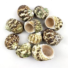 Heyiwell 10PC Natural Green Hermit Crab Shells,Natural Turbo Sea Shell for Hermit Crab Supplies Decor 1.75"~2.5" Inch