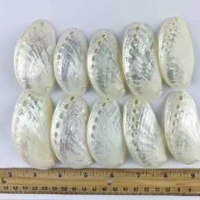 10pc Pearlized Abalone Seashell, Mule Ear Pearled Shells Approx 3" Inch