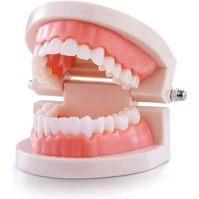 Standard Teeth Model, Teeth Brushing Mode for Kids Dental Teeth Model Teaching Study Supplies