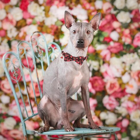 ADOGGYGO Floral Dog Collar with Bow, Red Rose Flower Dog Bowtie Collar with Metal Buckle, Adjustable Pet Floral Collars for Small Dogs (Small) in Saudi Arabia