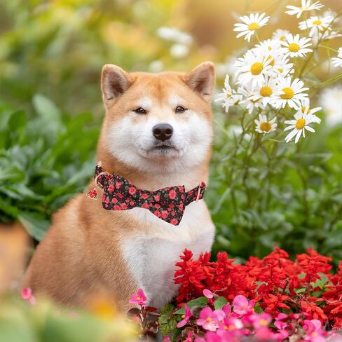 ADOGGYGO Floral Dog Collar with Bow, Red Rose Flower Dog Bowtie Collar with Metal Buckle, Adjustable Pet Floral Collars for Small Dogs (Small) in Saudi Arabia
