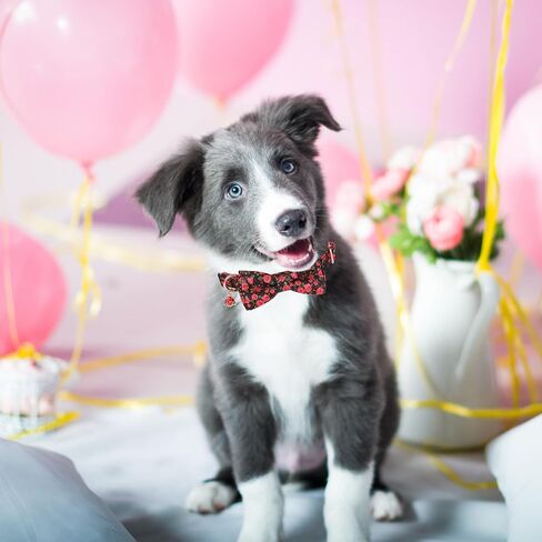 ADOGGYGO Floral Dog Collar with Bow, Red Rose Flower Dog Bowtie Collar with Metal Buckle, Adjustable Pet Floral Collars for Small Dogs (Small) in Saudi Arabia