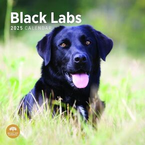 Bright Day Calendars 2025 Black Labs Monthly Wall Calendar - Cute Dog Breed Gift (12 x 12 Inch) in Kuwait