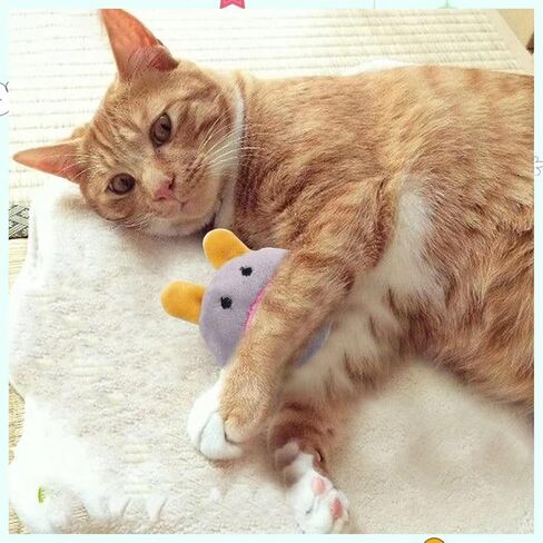 لعبة Catnip للعب والمضغ ، ألوان متنوعة (3 عبوات) in Saudi Arabia