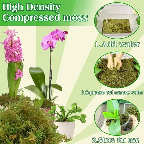 هالاتول 6 أوقية طحلب أخضر للنباتات المحفوظة بوعاء ، 8QT Moss Potting Mix ، طحالب الغابات للحرف الزخرفية ، طحالب النباتات الداخلية لإعادة صياغة Terrariums Garden in Kuwait