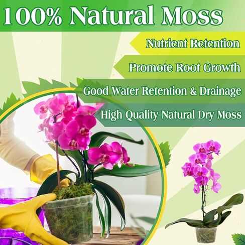 هالاتول 6 أوقية طحلب أخضر للنباتات المحفوظة بوعاء ، 8QT Moss Potting Mix ، طحالب الغابات للحرف الزخرفية ، طحالب النباتات الداخلية لإعادة صياغة Terrariums Garden in Kuwait