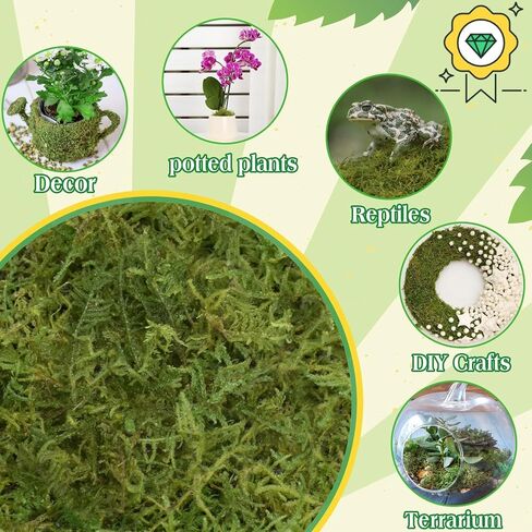 هالاتول 6 أوقية طحلب أخضر للنباتات المحفوظة بوعاء ، 8QT Moss Potting Mix ، طحالب الغابات للحرف الزخرفية ، طحالب النباتات الداخلية لإعادة صياغة Terrariums Garden in Kuwait