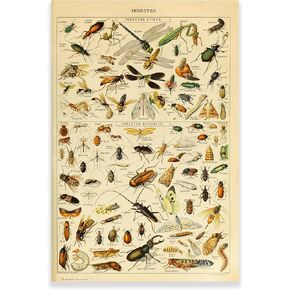 KWAY Vintage Insect Wall Art Print - Entomology Identification Reference Chart - Nature Educational Poster for Science Classroom Biology Classroom Kindergarten Decor Unframed (12x18in/30x45cm)