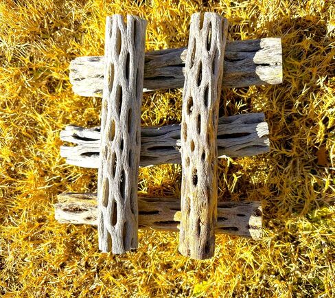 Natural Cholla Wood, Choya Air Plant, Untreated Beautiful Driftwood, Aquarium Decor, Betta Fish, Plecos, Shrimp, Minnows, Neon tetras, Cory Catfish, 6'' Long, 0.8 – 1'' Diameter, 5 – Pieces. in Saudi Arabia