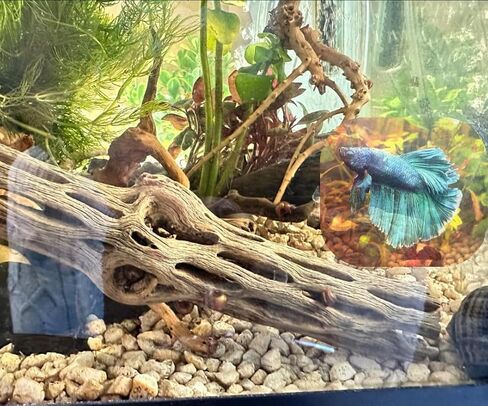Natural Cholla Wood, Choya Air Plant, Untreated Beautiful Driftwood, Aquarium Decor, Betta Fish, Plecos, Shrimp, Minnows, Neon tetras, Cory Catfish, 6'' Long, 0.8 – 1'' Diameter, 5 – Pieces. in Saudi Arabia