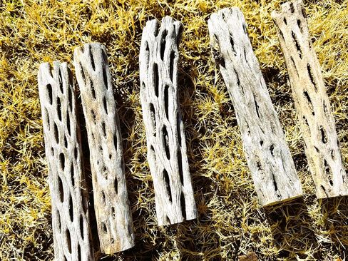Natural Cholla Wood, Choya Air Plant, Untreated Beautiful Driftwood, Aquarium Decor, Betta Fish, Plecos, Shrimp, Minnows, Neon tetras, Cory Catfish, 6'' Long, 0.8 – 1'' Diameter, 5 – Pieces. in Saudi Arabia