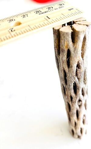 Natural Cholla Wood, Choya Air Plant, Untreated Beautiful Driftwood, Aquarium Decor, Betta Fish, Plecos, Shrimp, Minnows, Neon tetras, Cory Catfish, 6'' Long, 0.8 – 1'' Diameter, 5 – Pieces. in Saudi Arabia