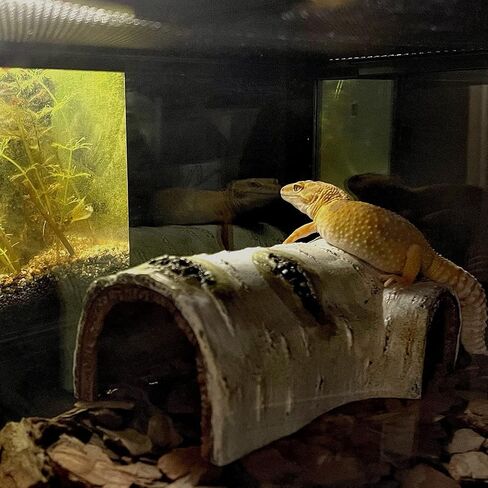 Reptile Hides and Caves Birch Tree Bark Trunk Habitats Decor Aquarium Decoration Wood for Lizard Geckos Snake Spiders Frogs Turtle (Small) in Kuwait