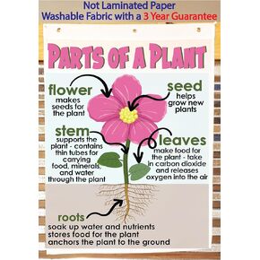 Kristie's Classroom PARTS OF A PLANT Anchor Chart, Printed on FABRIC, (18 X 26)