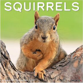 Willow Creek Press Squirrels Monthly 2025 Wall Calendar (12" x 12")