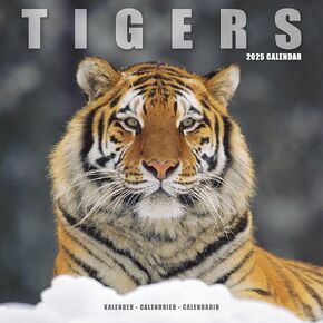 2025 Tigers Wall Calendar, 12X12, Avonside Publishing