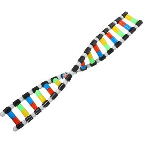 DNA Model Double Helix Structure Model DNA Display Component Biological Science Popularization Teaching for Science Teaching Display