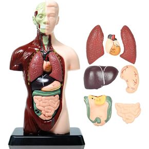 8 Parts Human Body Model,Removable Parts Human Torso Anatomy Model，9.6 inch Science Classroom Demonstration Tools for Kid,Educational Organ Model for Teaching,Bones STEM Toy for Ages 6+