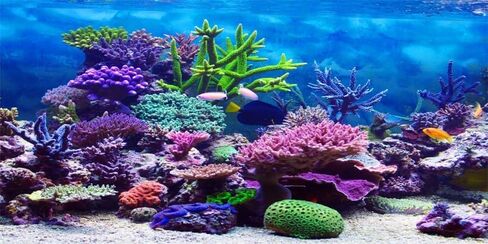 YongFoto Ocean Theme Fish Tank Background - 24x16 inch Aquarium Background with Coral, Seaweed, Reef Rock, Tropical Fish, Underwater Sea World Backdrop for Terrarium & Reptile Habitat in Saudi Arabia