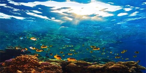 YongFoto Ocean Theme Fish Tank Background - 24x16 inch Aquarium Background with Coral, Seaweed, Reef Rock, Tropical Fish, Underwater Sea World Backdrop for Terrarium & Reptile Habitat in Saudi Arabia