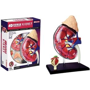 4D Master Human Anatomy Kidney Model Kit, One Color