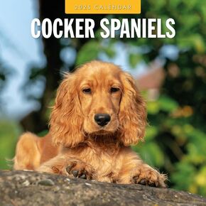 Red Robin 2025 Cocker Spaniels Monthly Wall Calendar | 12" x 24" Open | Premium Thick & Sturdy Paper | Hangable 12 Month Calendar | Plastic Free | 4 Month Transition Page for 2024
