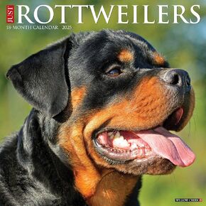 Rottweilers 2025 12" x 12" Wall Calendar