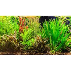 Aquarium Background Aquatic Plant River Bed & Lake Fish Tank Background Undersea Tropical Green Aquatic Plant Terrarium Background Decor Vinyl 24x12in