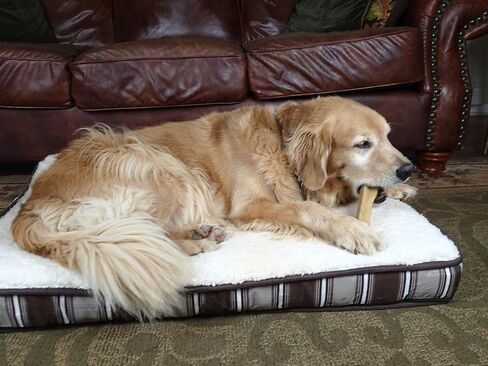 Yak Snak Dog Chews - All Natural Hard Cheese Himalayan Dog Treats - Long Lasting Dog Chews, Made from Yak Milk, Small, Medium. Large & Extra Large Sizes (Large 3-Pack) in Saudi Arabia