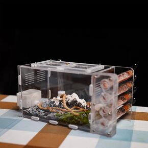 Ant Nest for Live Ants - for Small Ant Clony - Natural Learning Toy - -Great Outworld
