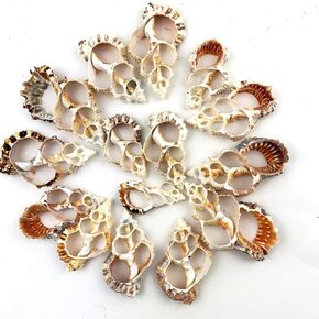 Heyiwell 15pc Bursa Rubita Center Cent Shells for Shellcraft Home Decor 2.5 "~ 3" inch in Kuwait