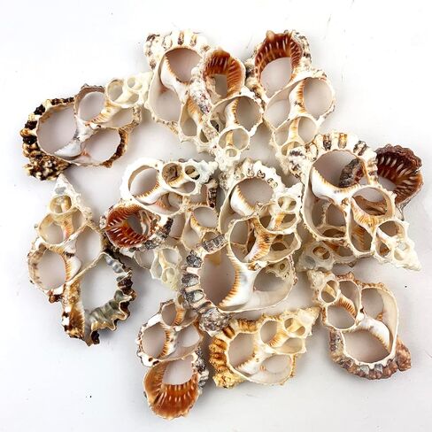Heyiwell 15pc Bursa Rubita Center Cent Shells for Shellcraft Home Decor 2.5 "~ 3" inch in Kuwait