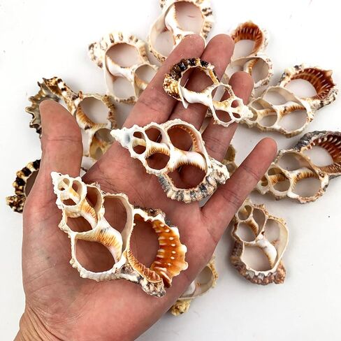 Heyiwell 15pc Bursa Rubita Center Cent Shells for Shellcraft Home Decor 2.5 "~ 3" inch in Kuwait