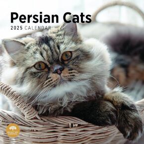 Bright Day Calendars 2025 Persian Cats Monthly Wall Calendar - Cute Cat Breed Gift (12 x 12 Inch) in Kuwait