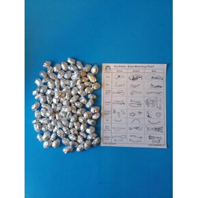 100 Small Owl Pellet Pack (1+ inch) Teach up to Four Classes!