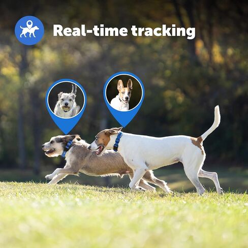 حزام بديل Petsafe لـ Guardian GPS + تتبع طوق السياج الكلب ، مصنوع من نايلون ناعم لللمس من أجل الراحة المعززة وارتداء طويل الأمد-مواد مائية ، رمادية ، رمادية in Kuwait